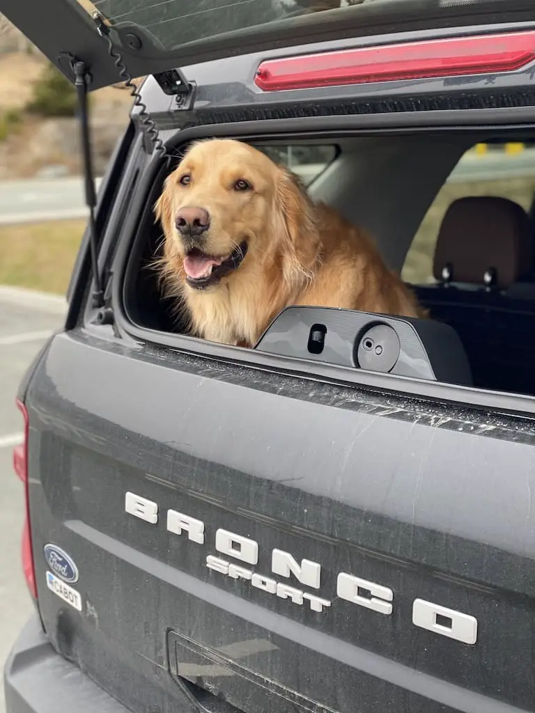 The Best Ford SUVs For Families With Pets